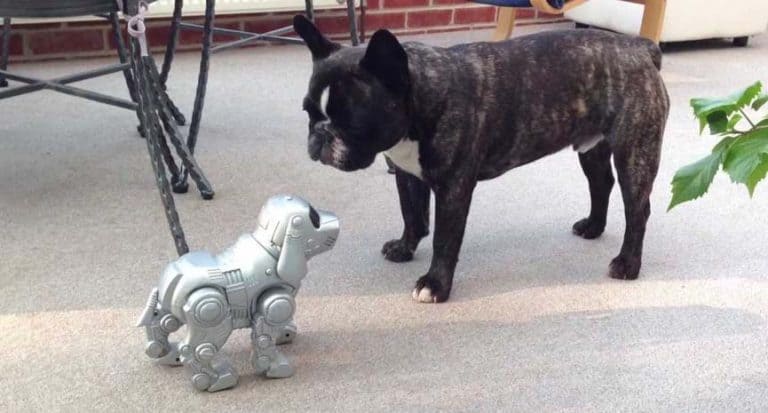 Robot Dog