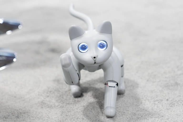 Do Any Robot Cats Walk?