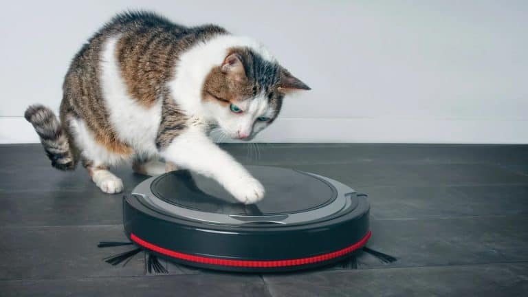 Are Robot Vacuums Safe for Cats?