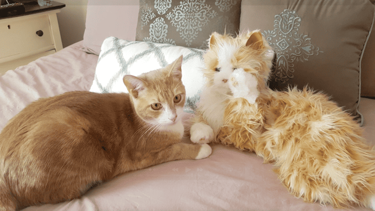 Replacing Live Pets with Robots: Ethical Considerations