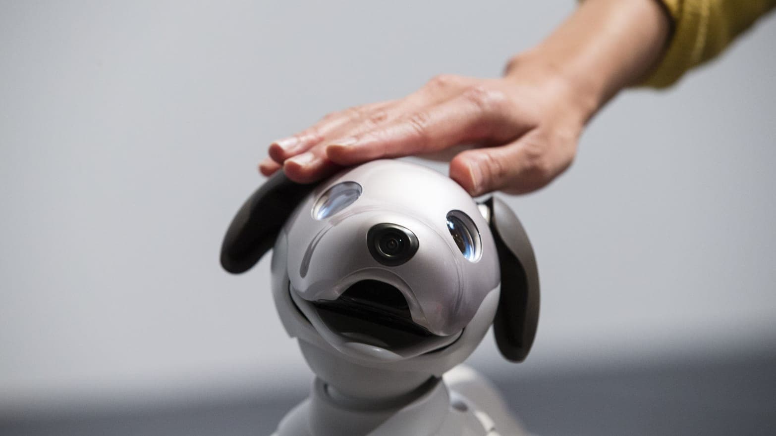 Exploring Robot Pet Consumer Trends and Popularity Over Time