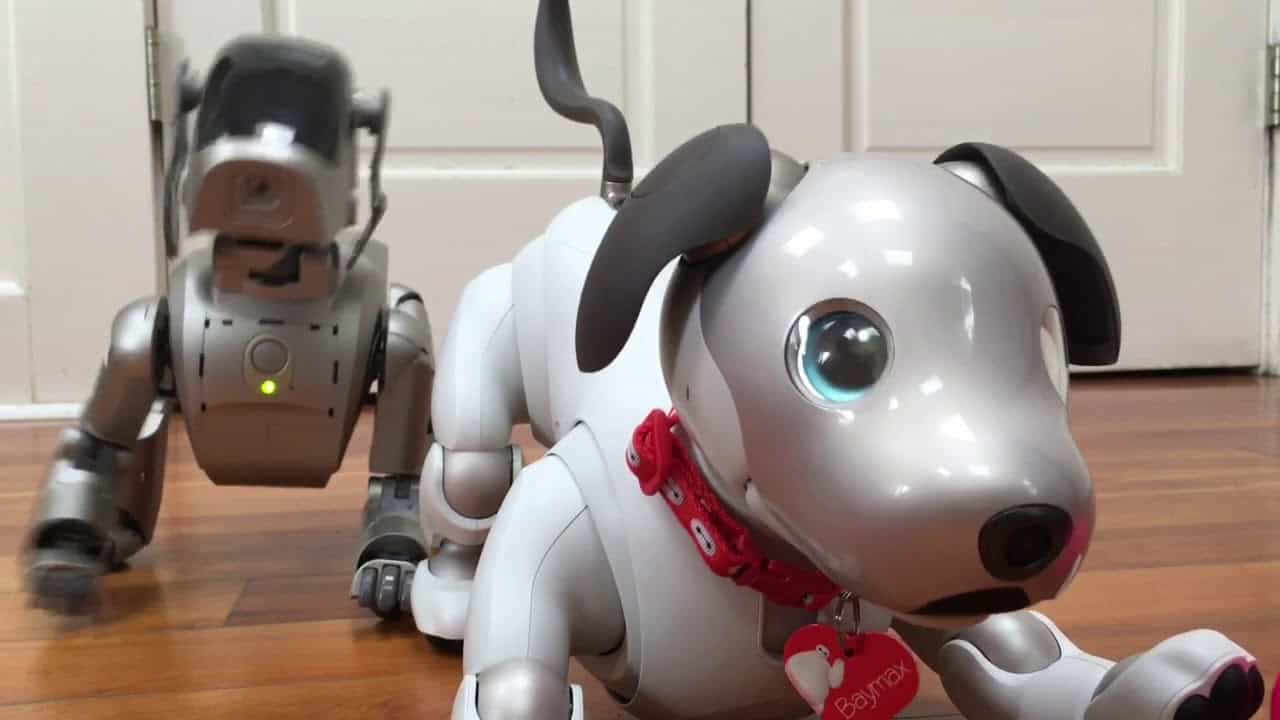 dog pet robot