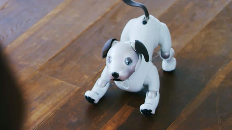 Societal Trends That Led to Robot Pet Popularity