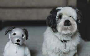 Differences in Human Attachment: Live Pets vs. Robot Pets