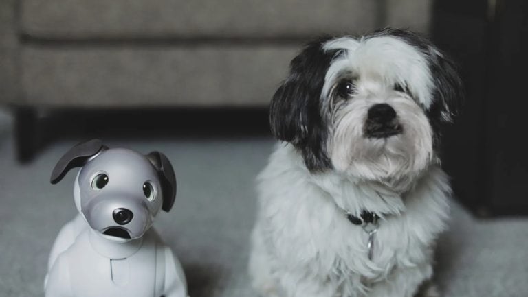 Differences in Human Attachment: Live Pets vs. Robot Pets