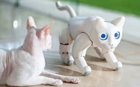 Live Animal Therapy vs. Robot Pet Interventions: A Comparison