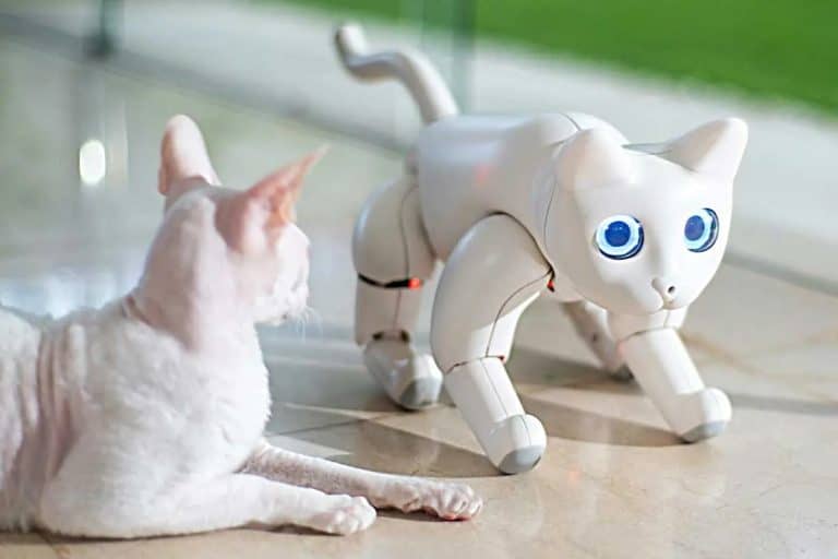 Live Animal Therapy vs. Robot Pet Interventions: A Comparison
