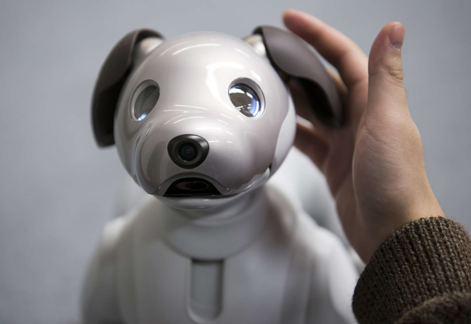 Your Complete Guide to Storing and Charging Robot Pets