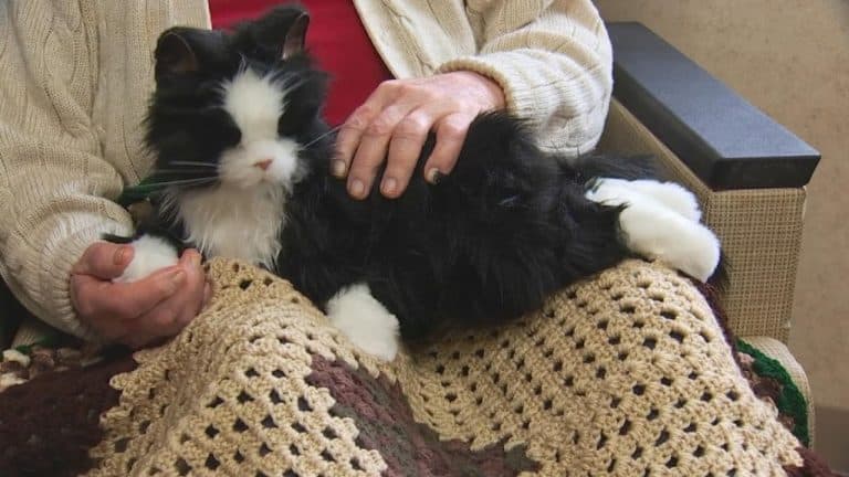 Cost-Benefit Analysis of Robot Pets in Long-Term Care Facilities