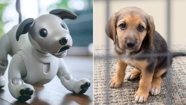 The Environmental Impact of Manufacturing Robot Pets vs. Pet Overpopulation
