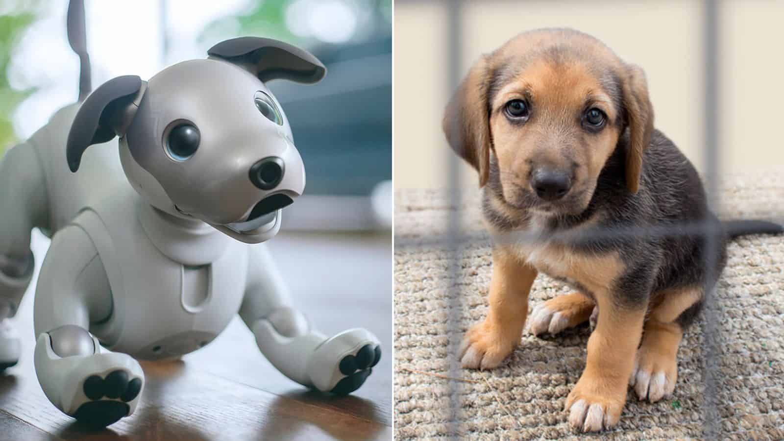 The Environmental Impact of Manufacturing Robot Pets vs. Pet Overpopulation