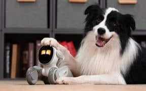 Comparing Emotional Intimacies Between Real vs. Robot Pets