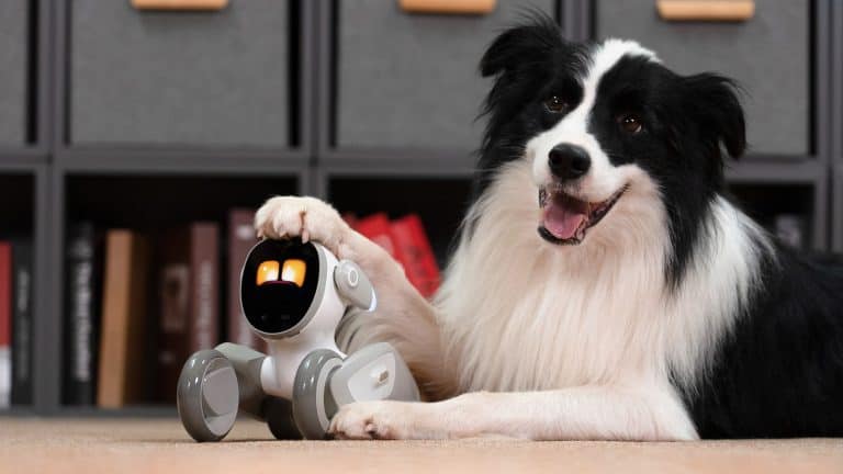 Comparing Emotional Intimacies Between Real vs. Robot Pets