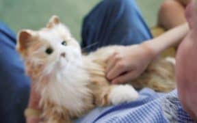 Can Robot Pets Truly Satisfy Human Needs?