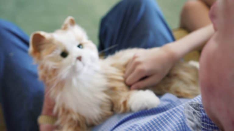 Can Robot Pets Truly Satisfy Human Needs?