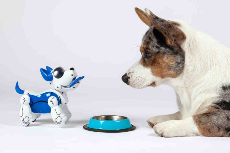 The Debate: Environmental Impact of Robot Pets vs. Real Pets