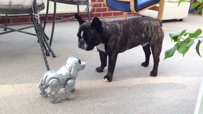 Robot Pets vs Live Pets for Seniors: A Cost Analysis