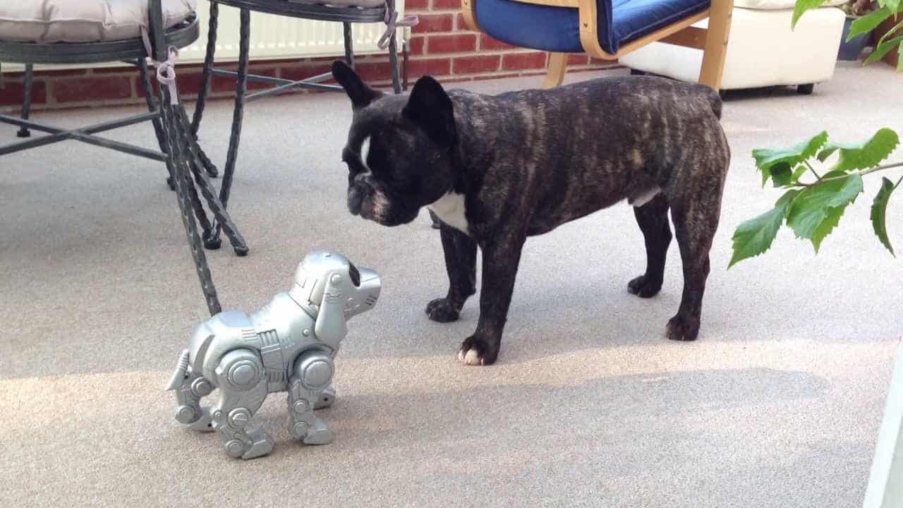 Robot Pets vs Live Pets for Seniors: A Cost Analysis