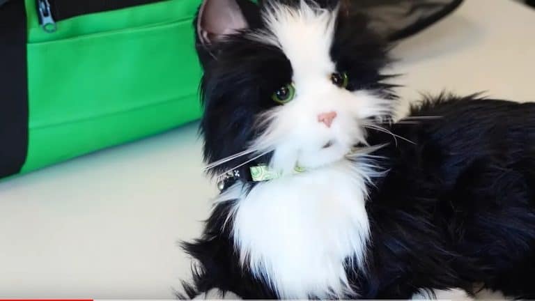 Differences in Maintaining Robot Pets vs Virtual Pets