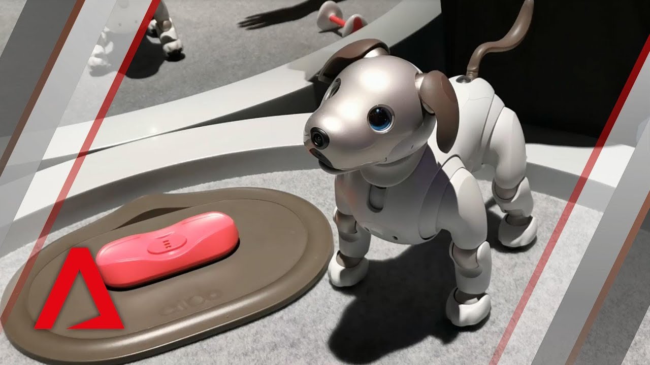 7 Accessories for Enriching Robot Pet Interactions